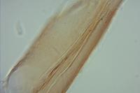 Oegoconia uralskella uralskella