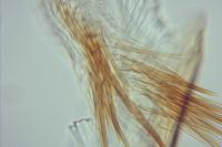 Oegoconia uralskella uralskella