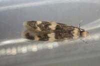 Oegoconia uralskella uralskella
