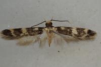 Oegoconia uralskella uralskella