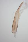 Oegoconia uralskella uralskella