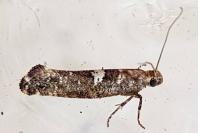 Acrolepiopsis assectella