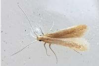 Coleophora