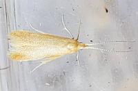 Coleophora