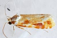 Rhyacionia buoliana