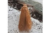 Tischeria
