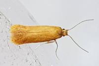 Tischeria