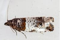 Notocelia incarnatana