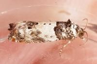 Epinotia thapsiana