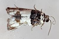 Epinotia thapsiana