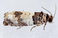 Epinotia thapsiana