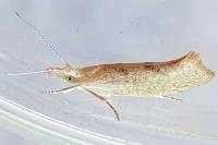 Ypsolopha alpella