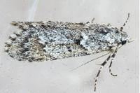 Diurnea fagella