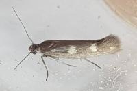 Scythris scopolella