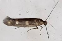 Scythris scopolella