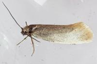 Eriocottis fuscanella
