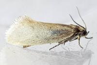 Eriocottis fuscanella