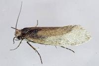 Eriocottis fuscanella