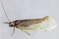 Eriocottis fuscanella