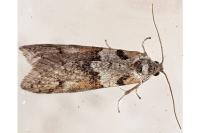 Tortricodes alternella