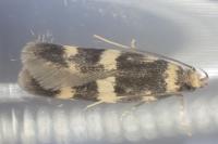 Oegoconia uralskella uralskella