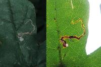 Stigmella aceris