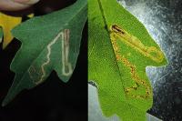 Stigmella aceris