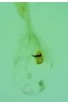 Oegoconia uralskella uralskella