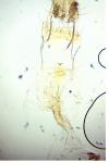 Oegoconia uralskella uralskella