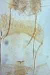 Oegoconia uralskella uralskella