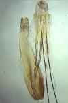 Teleiopsis diffinis