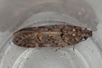 Teleiopsis diffinis