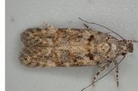 Teleiopsis diffinis