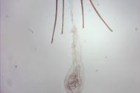 Metzneria neuropterella