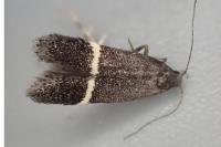 Aproaerema cinctella