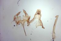 Caryocolum vicinellum