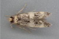 Oegoconia uralskella uralskella