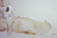 Oegoconia uralskella uralskella