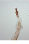 Oegoconia uralskella uralskella