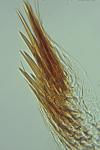Oegoconia uralskella uralskella