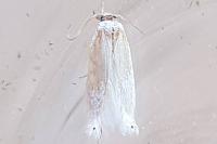 Pseudopostega