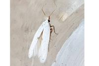 Pseudopostega chalcopepla