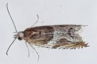 Ancylis comptana