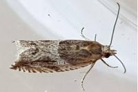 Ancylis comptana