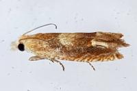 Eucosma conterminana