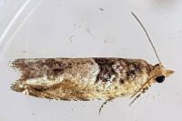 Crocidosema plebejana