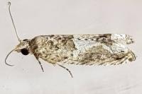 Crocidosema plebejana
