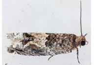 Crocidosema plebejana