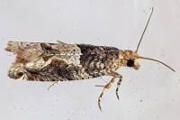Crocidosema plebejana