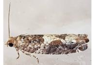 Crocidosema plebejana